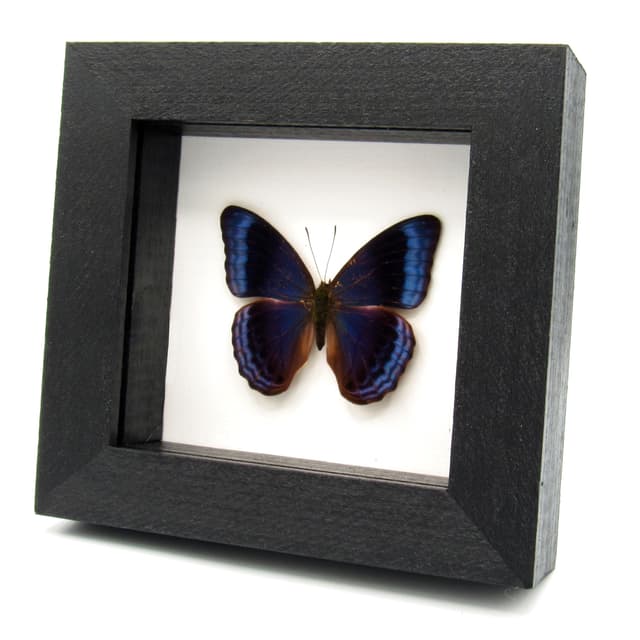 Rare blue butterfly framed specimen - Cirrochroa imperatrix - female