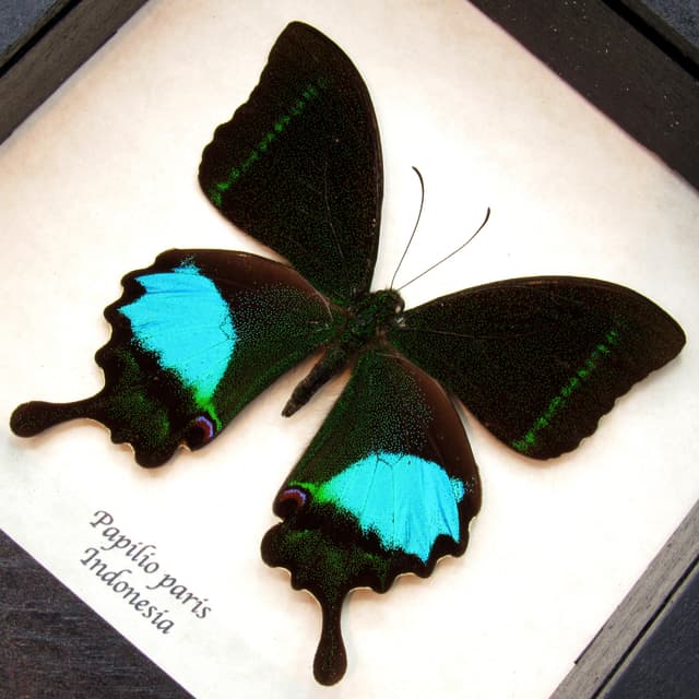 Real Peacock Swallowtail butterfly framed taxidermy - Papilio paris