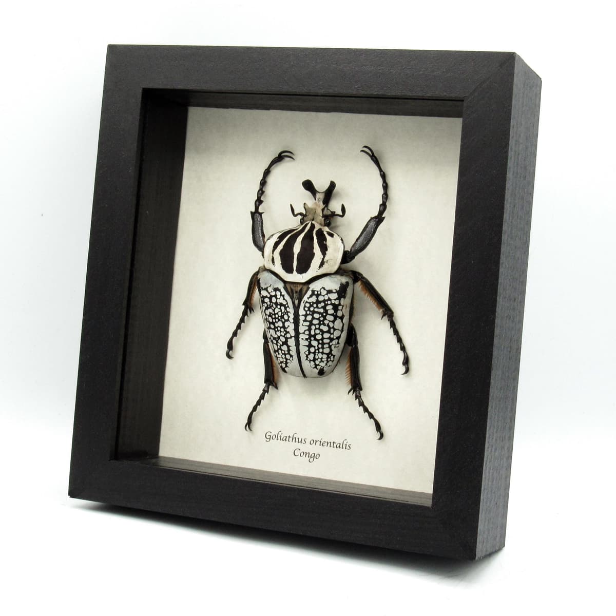 Real XXL Flower Beetle framed taxidermy - Goliathus orientalis