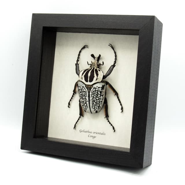 Real XXL Flower Beetle framed taxidermy - Goliathus orientalis