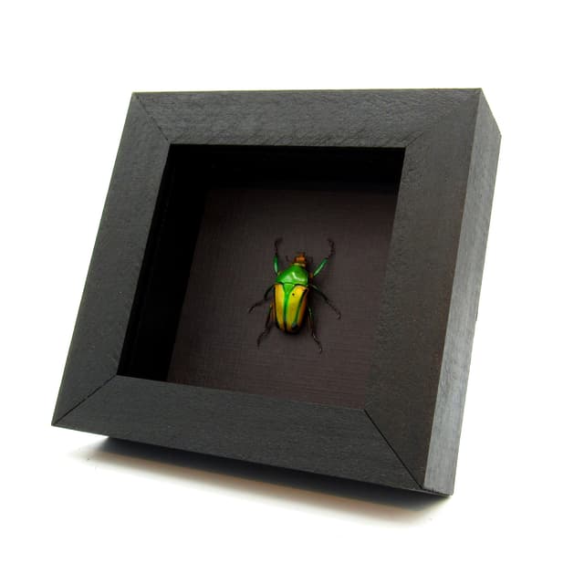 Real framed taxidermy flower beetle - Eudicella species