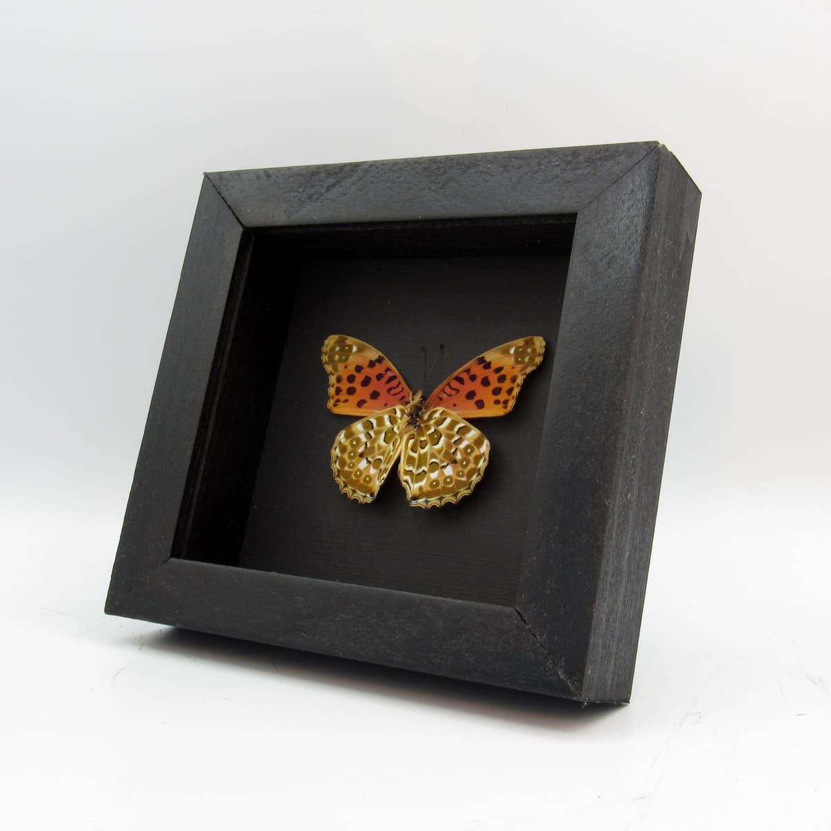Real framed taxidermy butterfly - Argynnis hyperbius