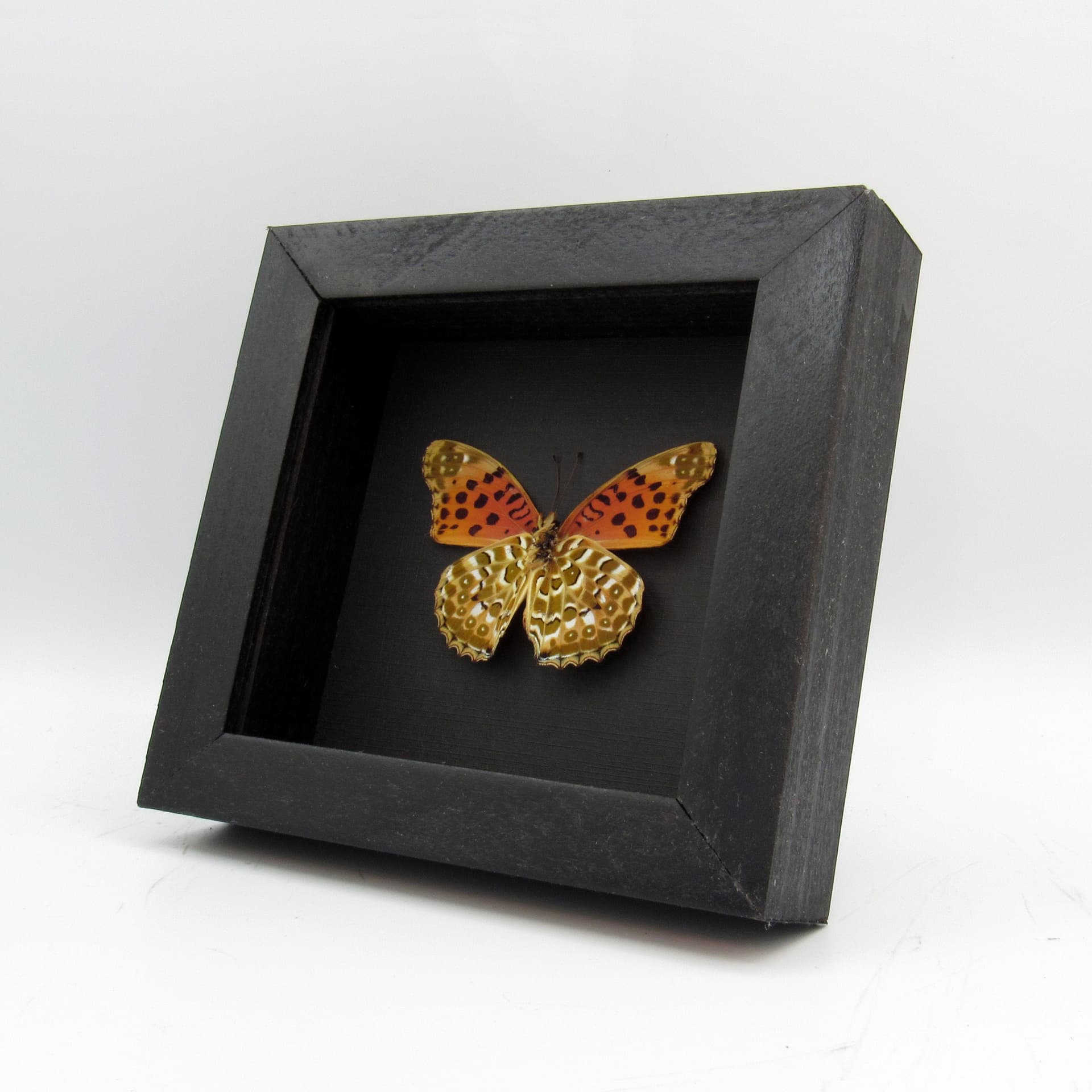 Real framed taxidermy butterfly - Argynnis hyperbius