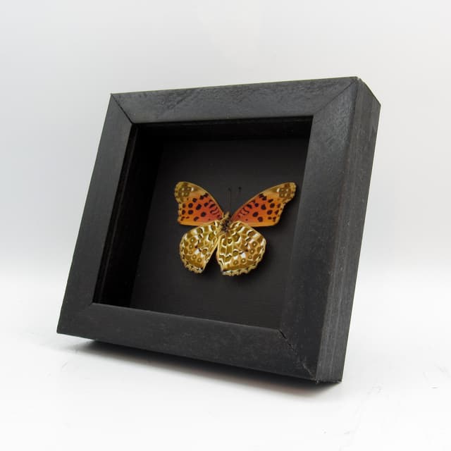Real framed taxidermy butterfly - Argynnis hyperbius