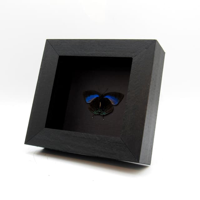 Real blue Hairstreak butterfly framed taxidermy - Theritas hemon - Victorian mount