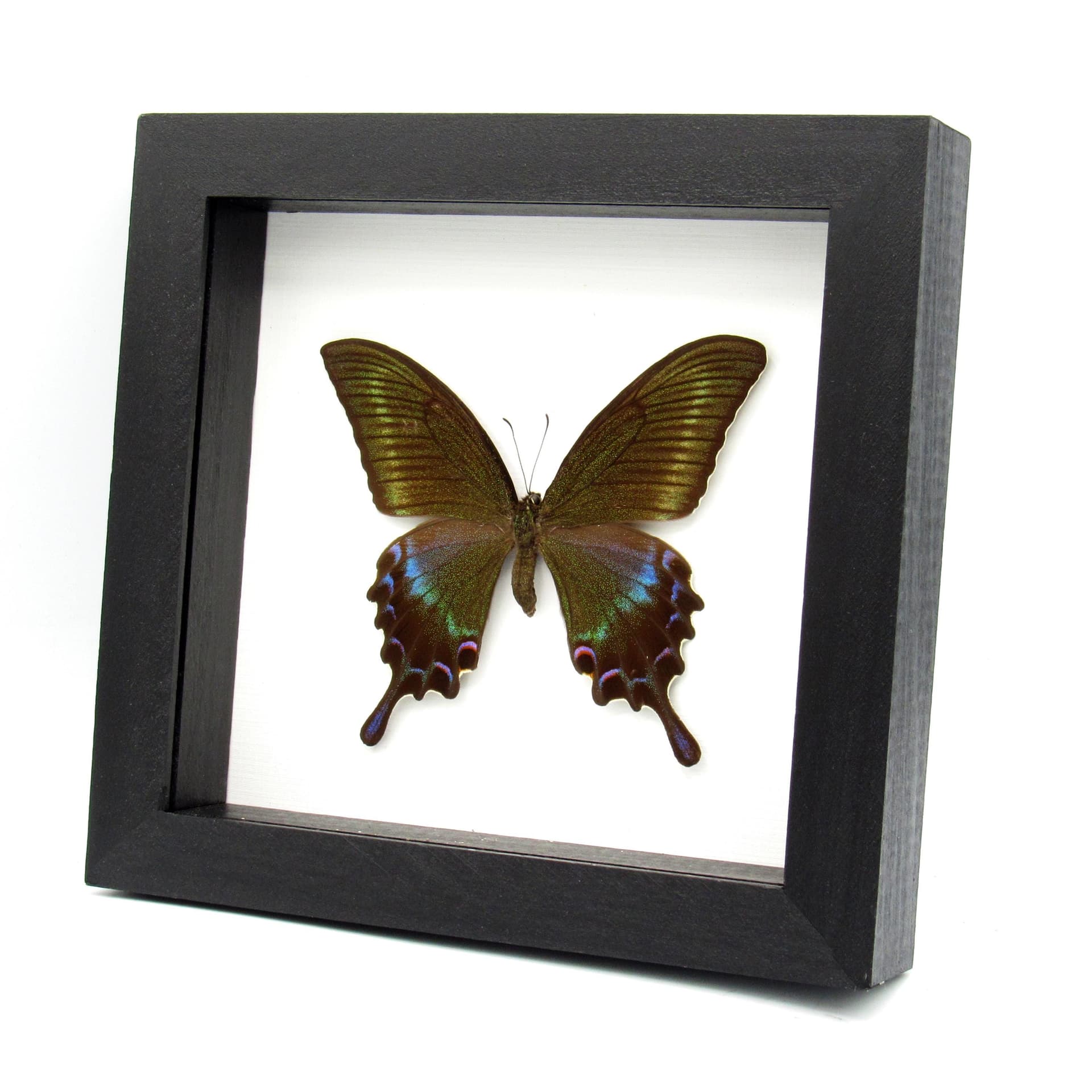 Real large Alpine Black Swallowtail framed taxidermy - Papilio maackii