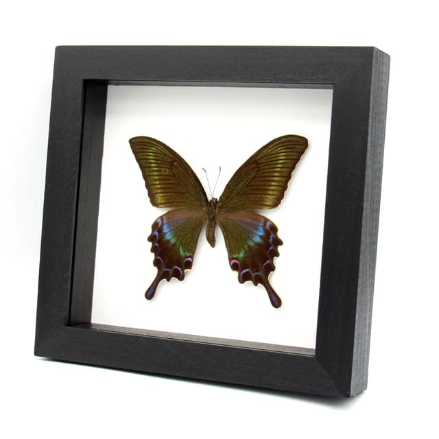 Real large Alpine Black Swallowtail framed taxidermy - Papilio maackii