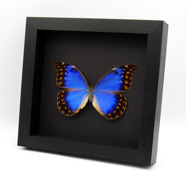 Very rare metallic blue/violet Morpho butterfly framed taxidermy - Morpho anaxibia - large female - minor damage