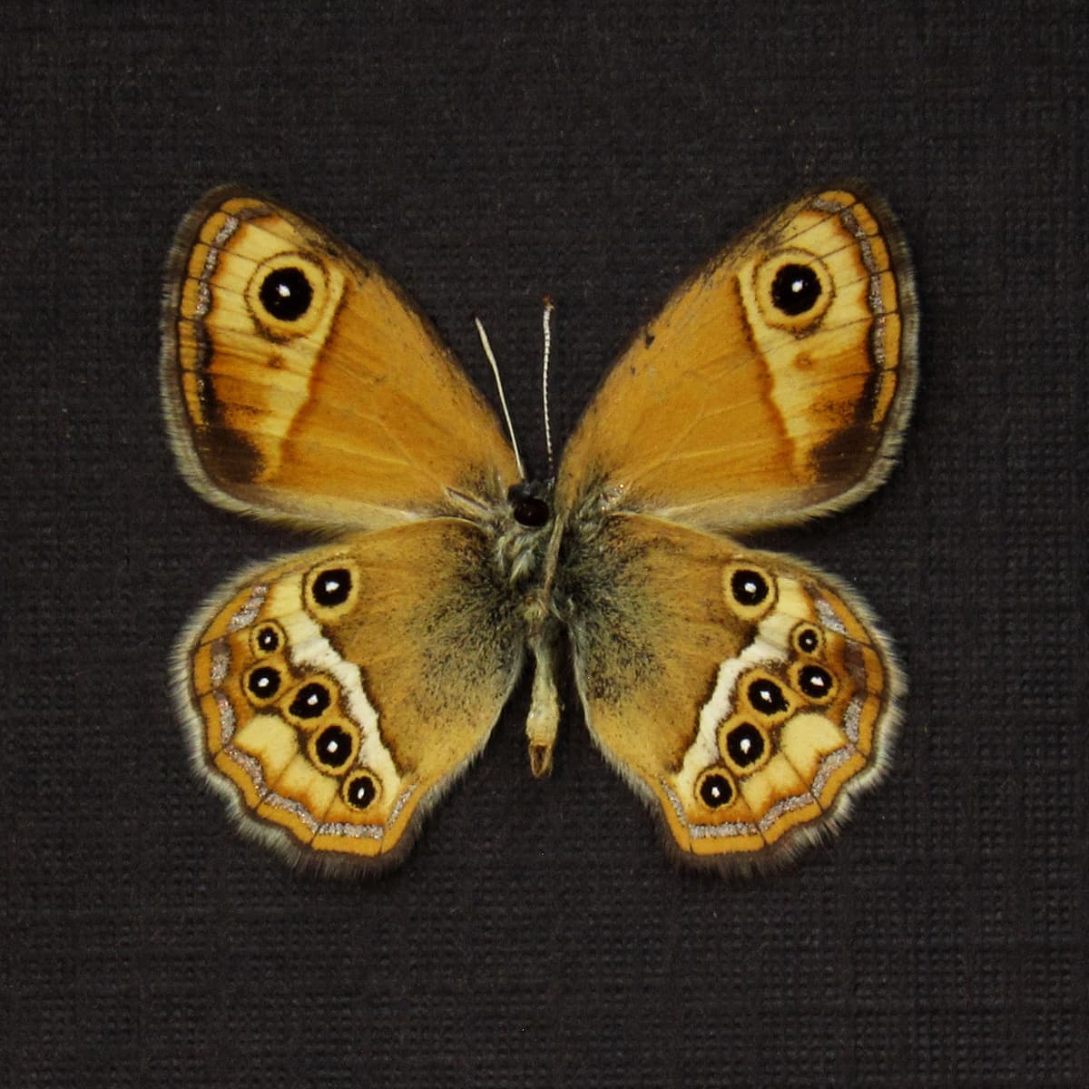 Real tiny metallic gold Satyr butterfly framed taxidermy -  Coenonympha dorus pseudoaustauti