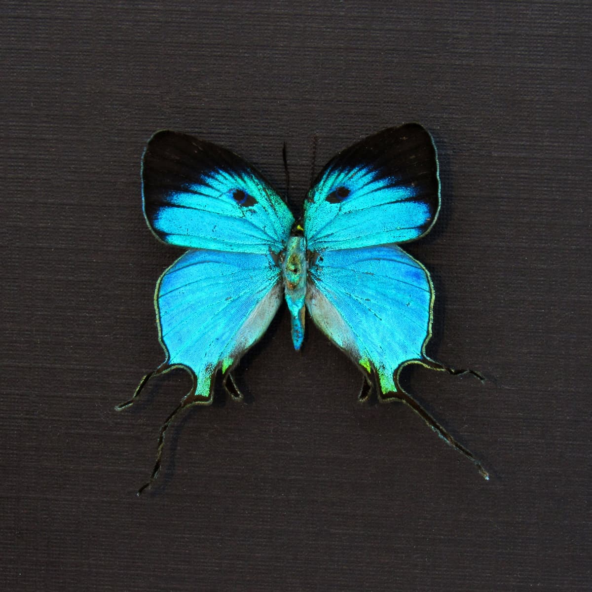 Rare metallic blue butterfly framed taxidermy - Arcas imperialis