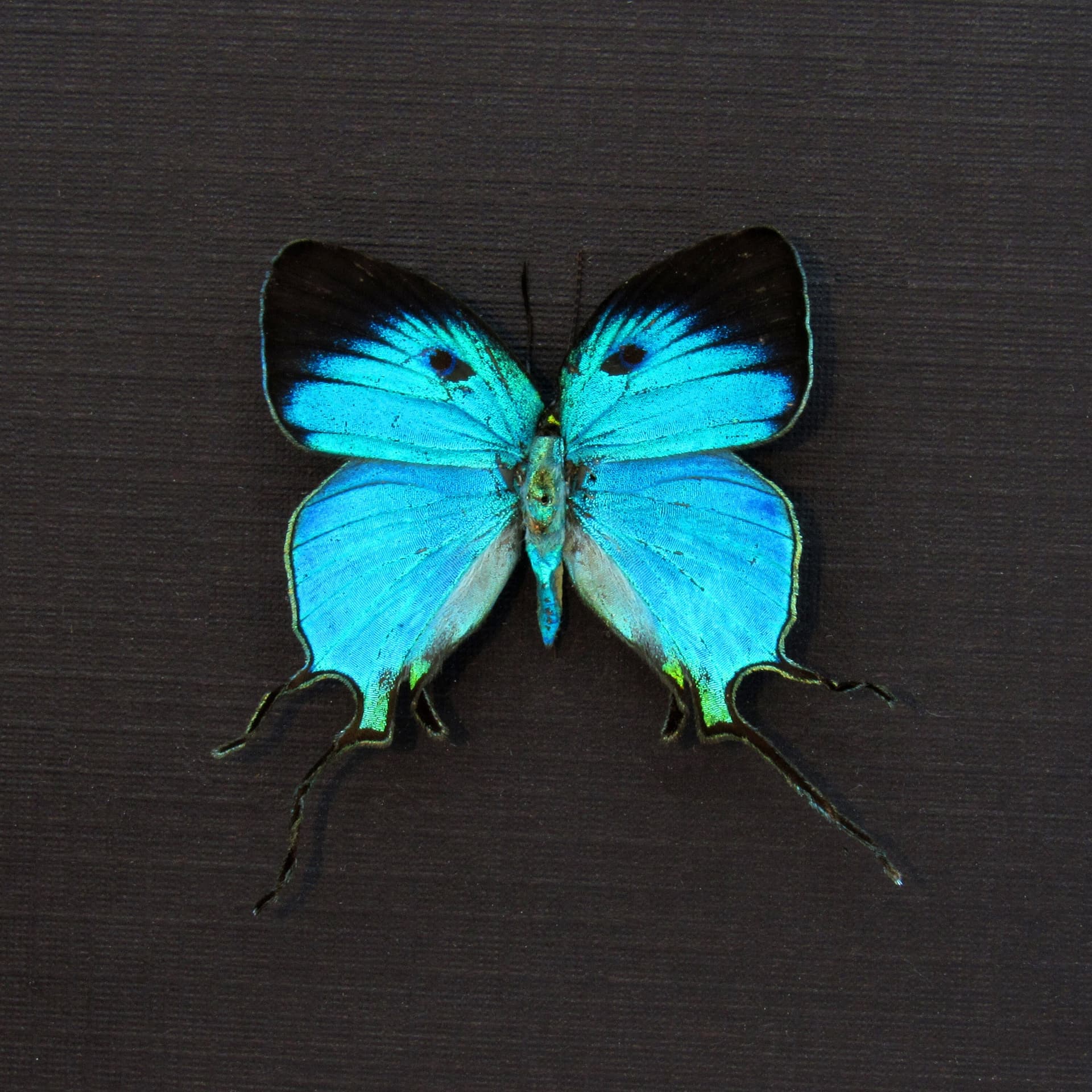 Rare metallic blue butterfly framed taxidermy - Arcas imperialis
