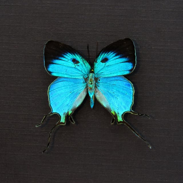 Rare metallic blue butterfly framed taxidermy - Arcas imperialis