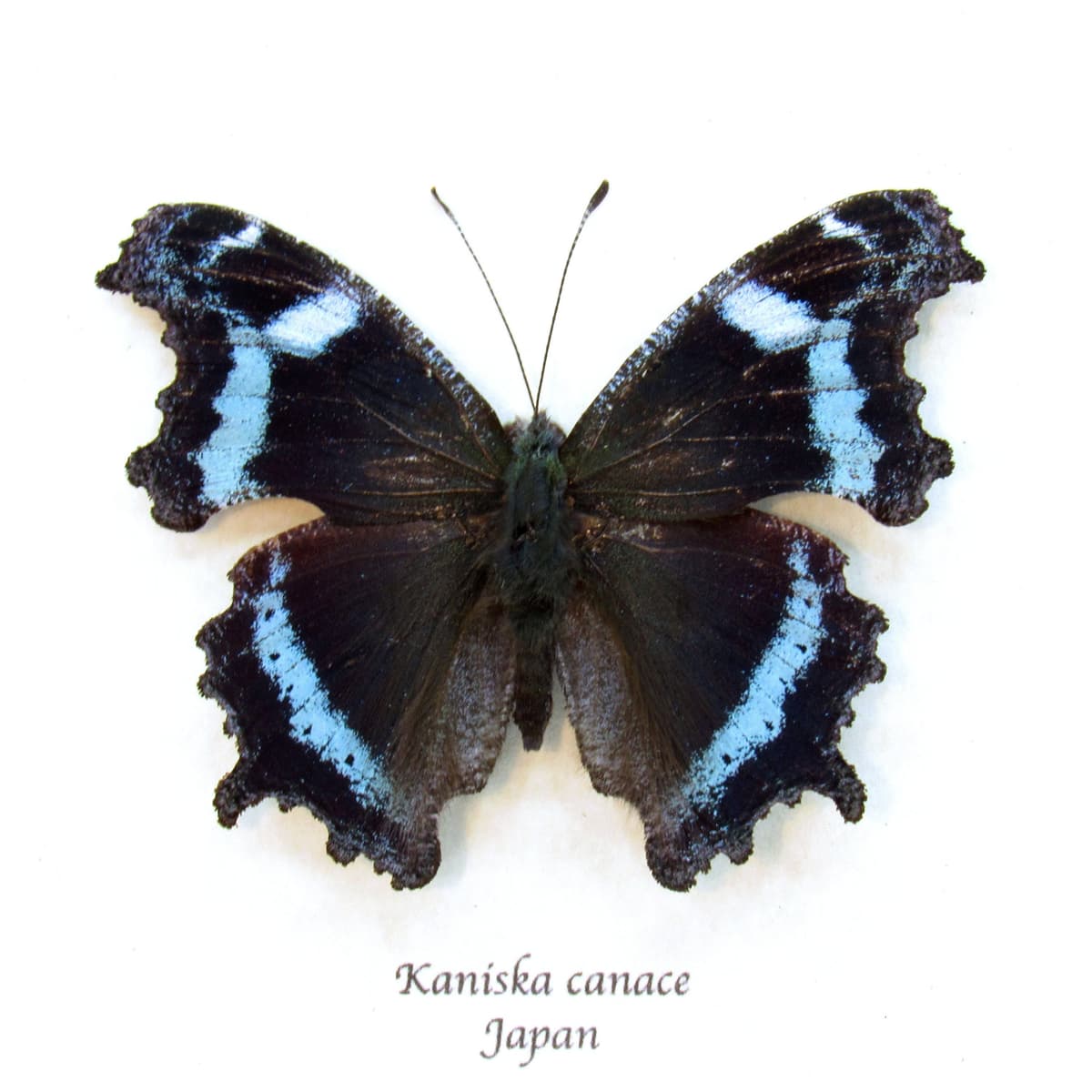 Real Blue Admiral butterfly framed taxidermy - Kaniska canace