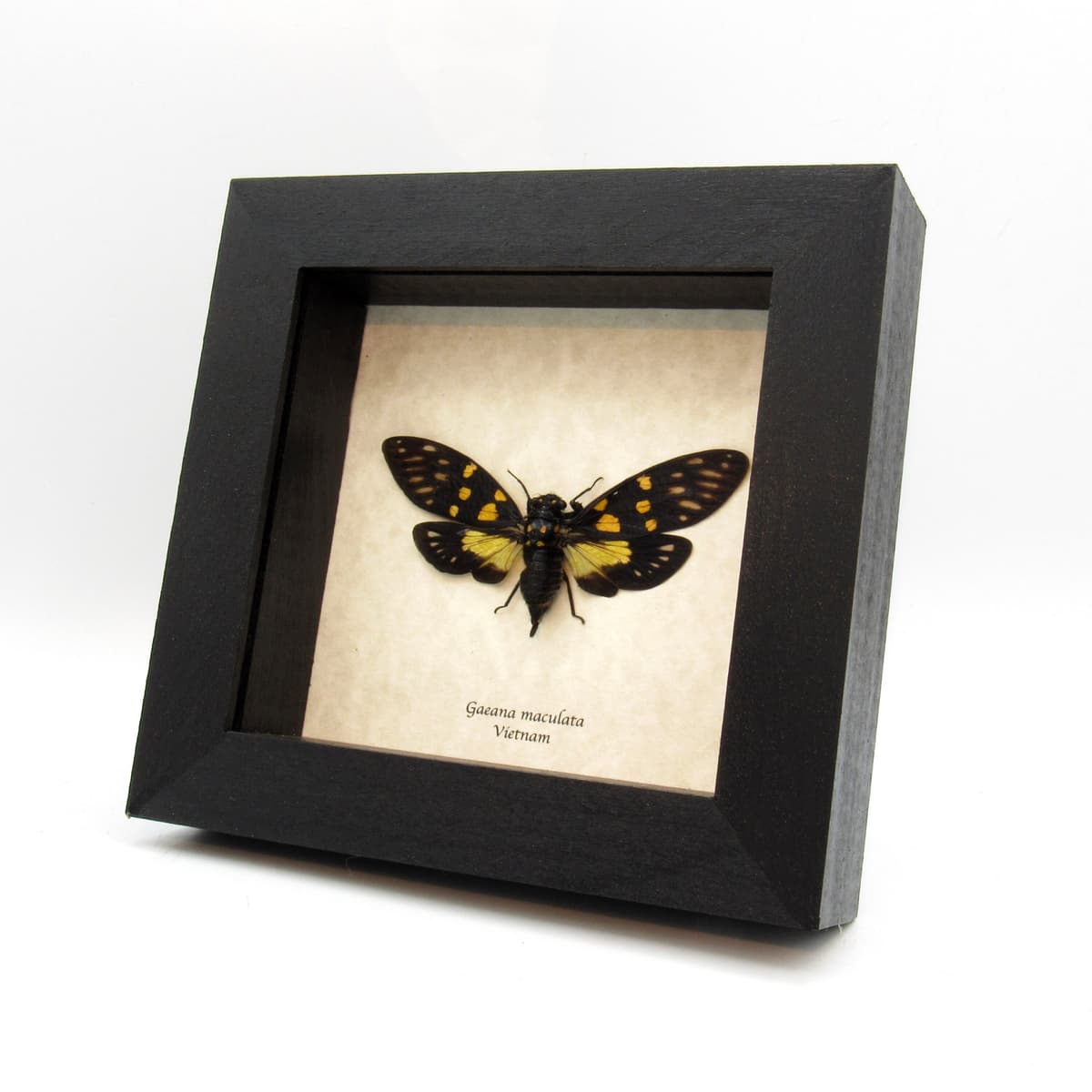 Real yellow Cicada framed taxidermy - Gaeana maculata
