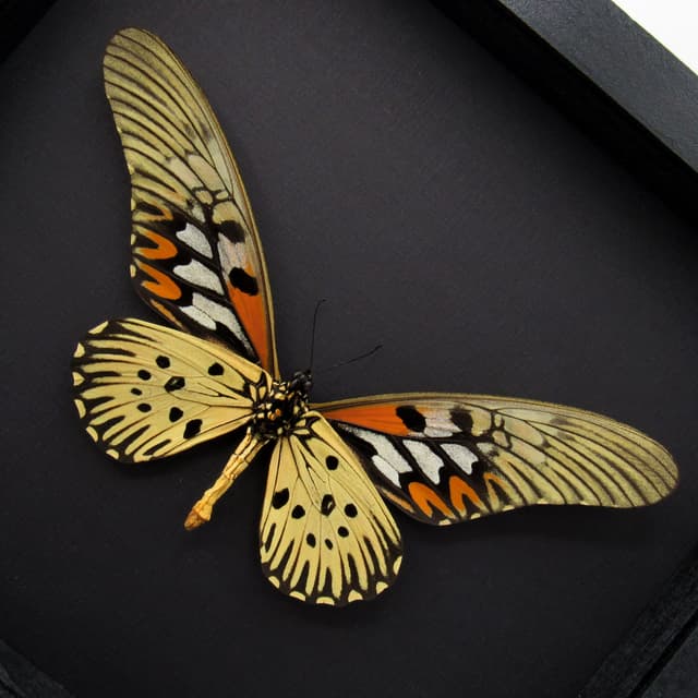 Real GIANT Swallowtail framed taxidermy - Papilio antimachus