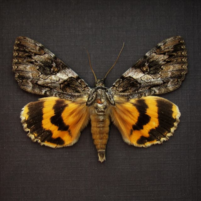 Real yellow bark mimic Catocala Underwing moth framed taxidermy - Catocala species