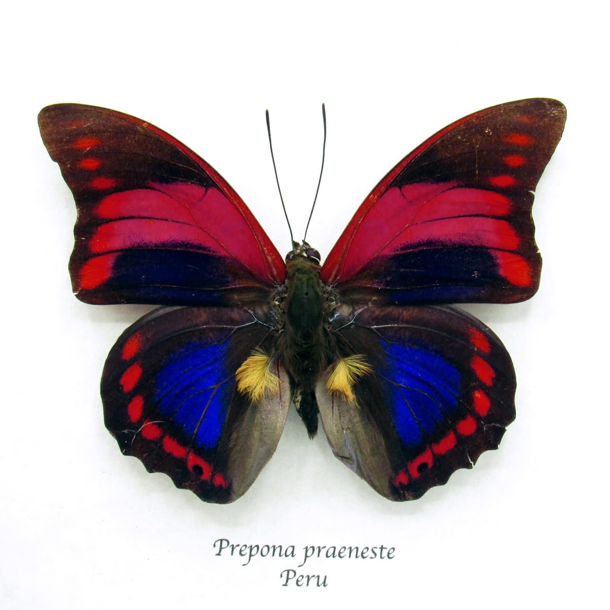 Rare Fuchsia Brush-footed butterfly framed taxidermy - Prepona praeneste - minor damage/repair