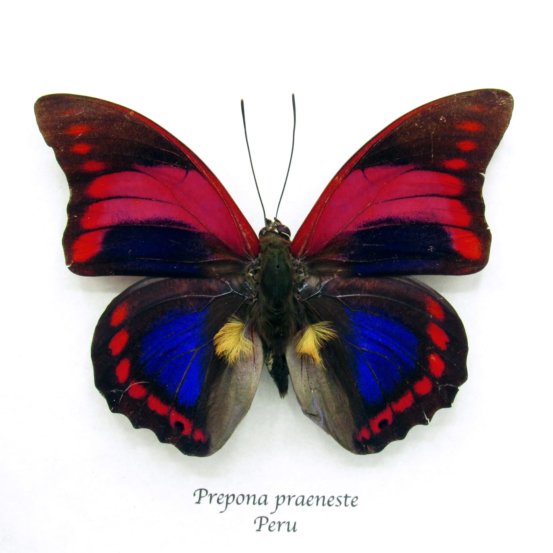 Rare Fuchsia Brush-footed butterfly framed taxidermy - Prepona praeneste - minor damage/repair