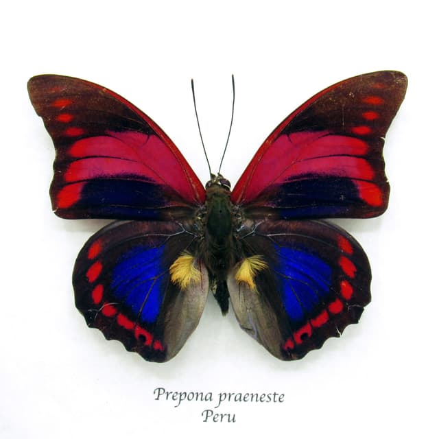 Rare Fuchsia Brush-footed butterfly framed taxidermy - Prepona praeneste - minor damage/repair
