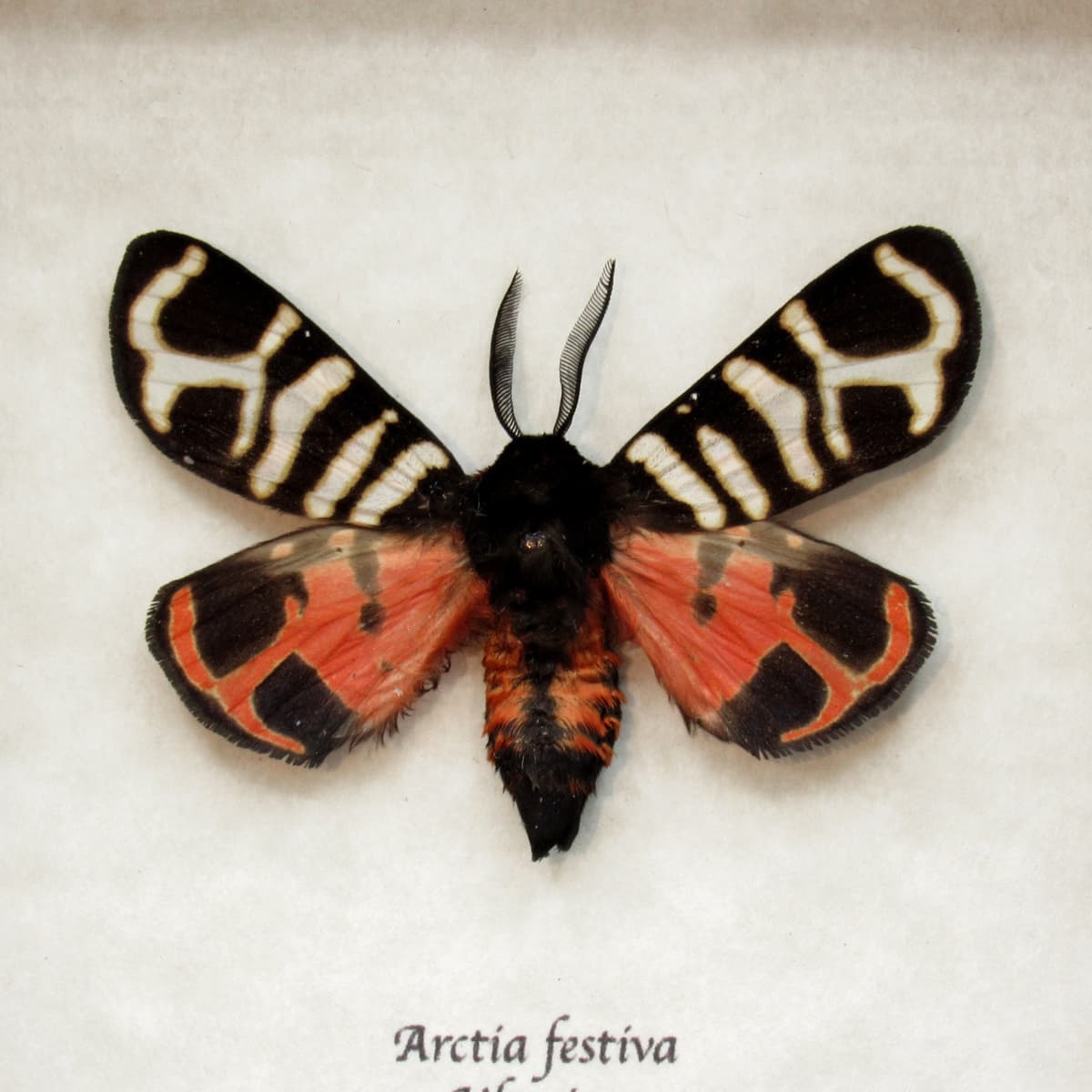 Real tiger moth framed taxidermy - Arctia festiva