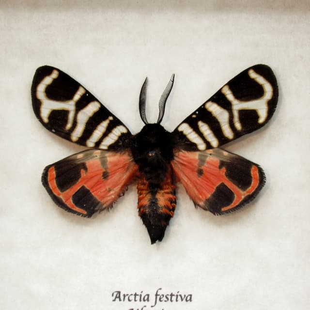 Real tiger moth framed taxidermy - Arctia festiva