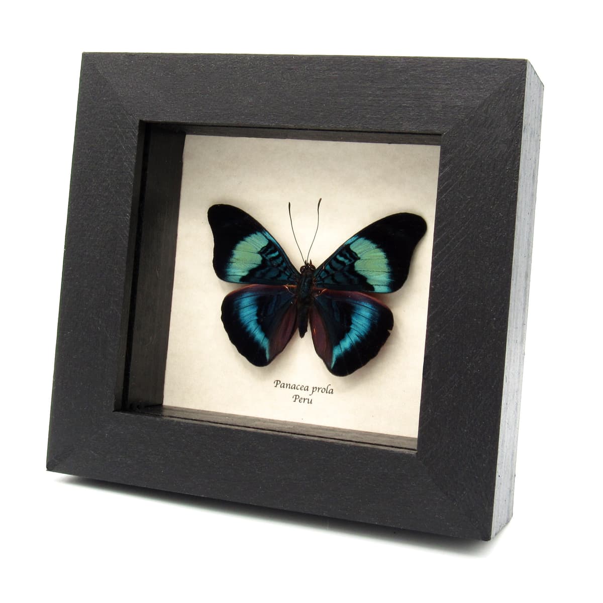 Real blue framed butterfly taxidermy - Panacea prola