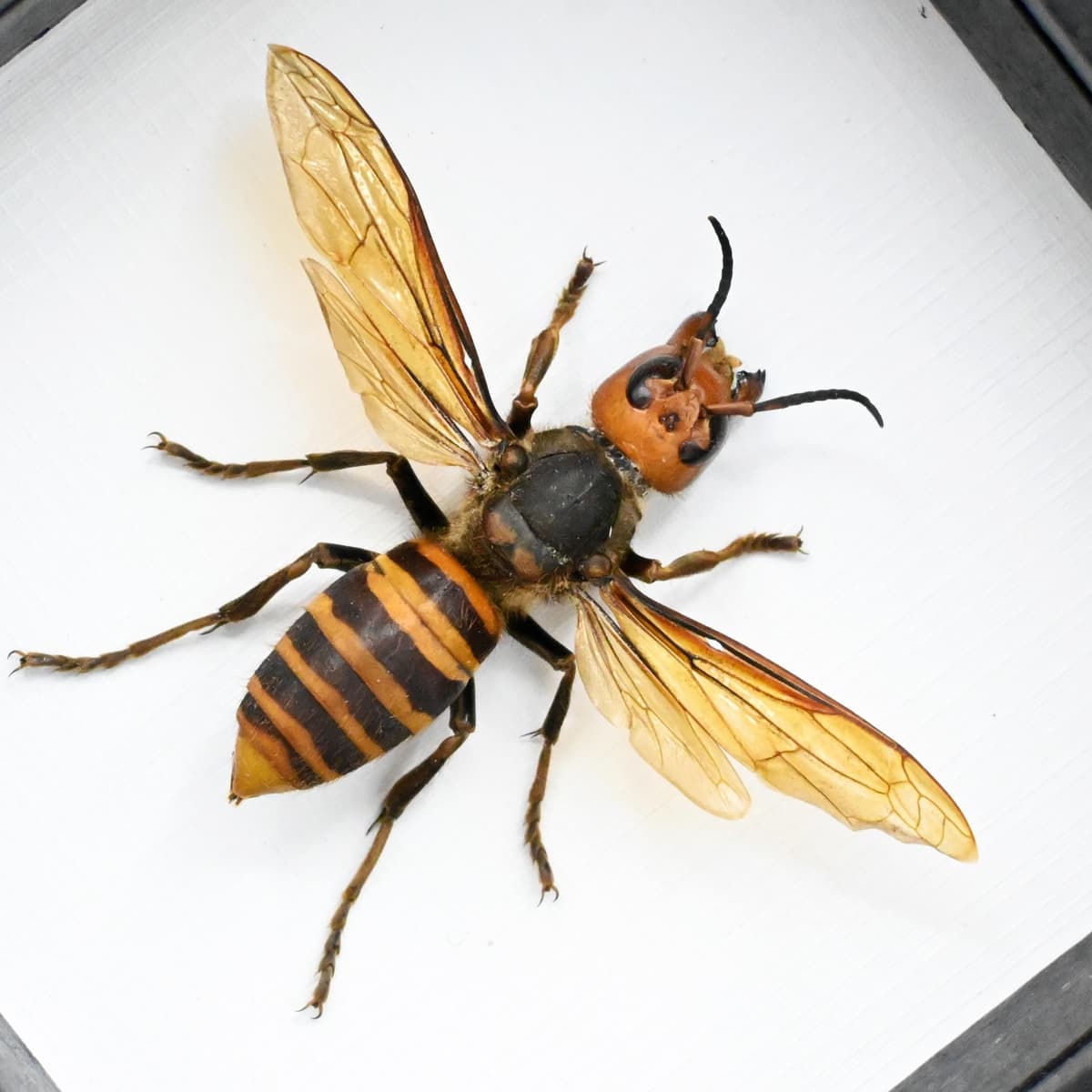 Real Giant Queen Murder Hornet framed taxidermy - Vespa mandarinia japonica