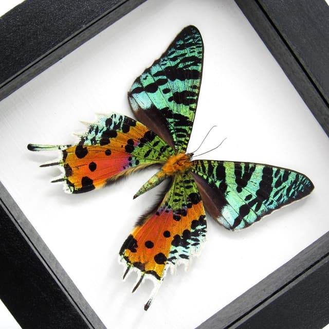 Real large Rainbow Sunset moth framed taxidermy - Urania ripheus - female