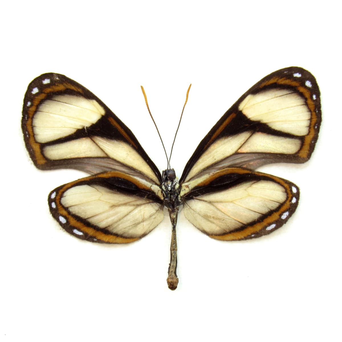 Real Clear Wing butterfly framed taxidermy - Pteronymia sao