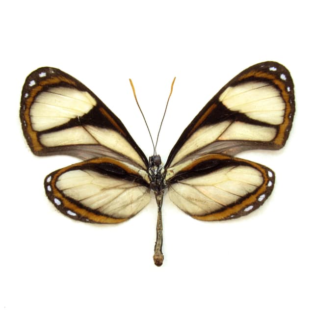 Real Clear Wing butterfly framed taxidermy - Pteronymia sao