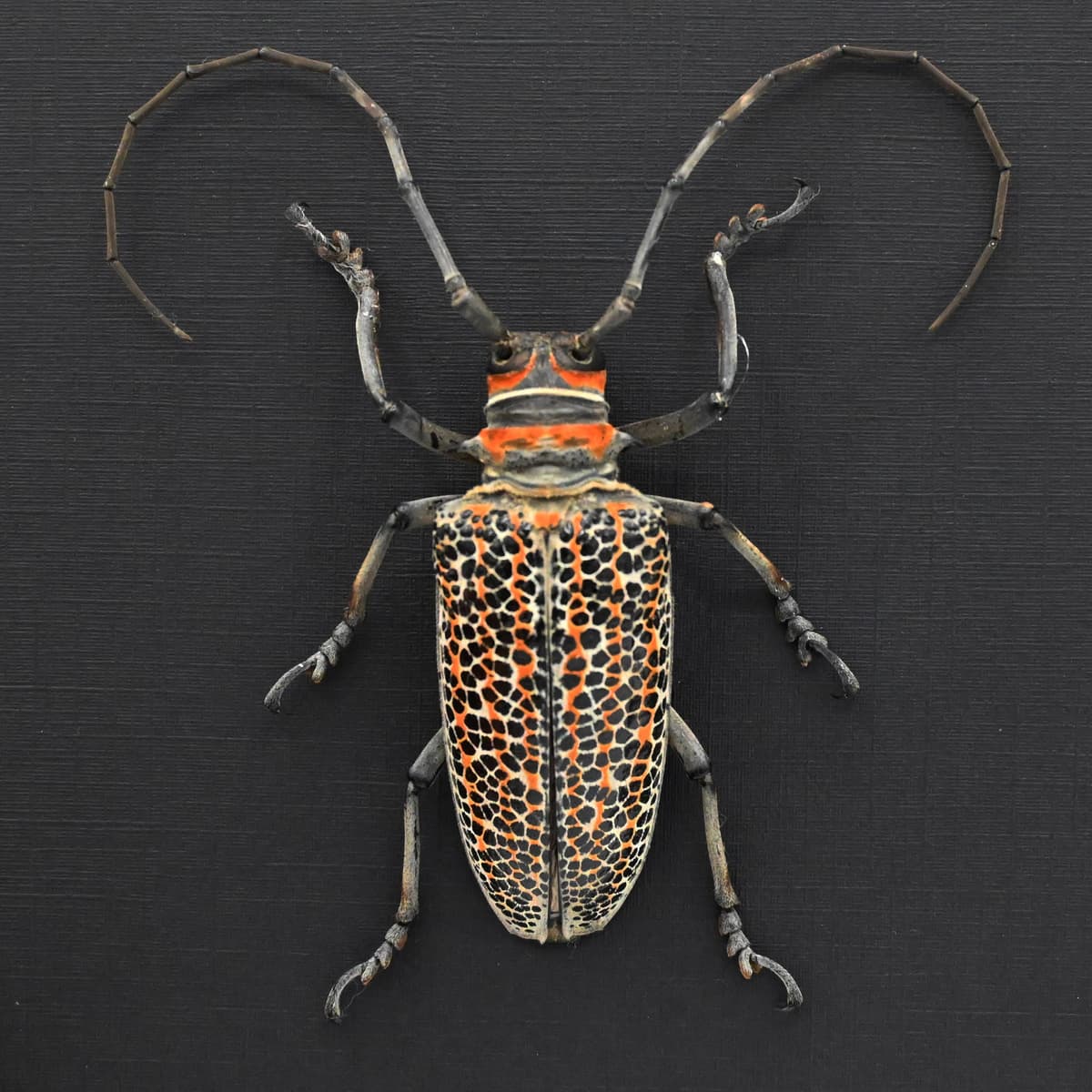 Rare Longhorn beetle framed taxidermy - Rosenbergia straussi - XL female