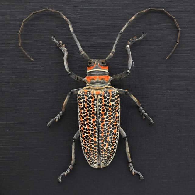 Rare Longhorn beetle framed taxidermy - Rosenbergia straussi - XL female