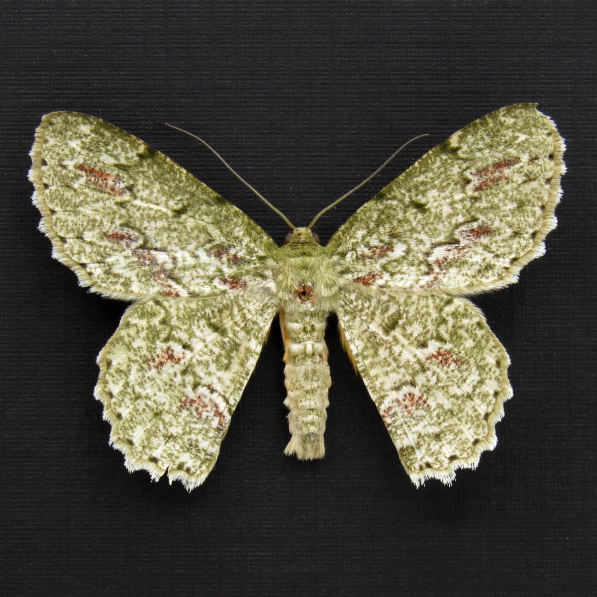 Real Green Geometer moth framed specimen - Herochroma cristata