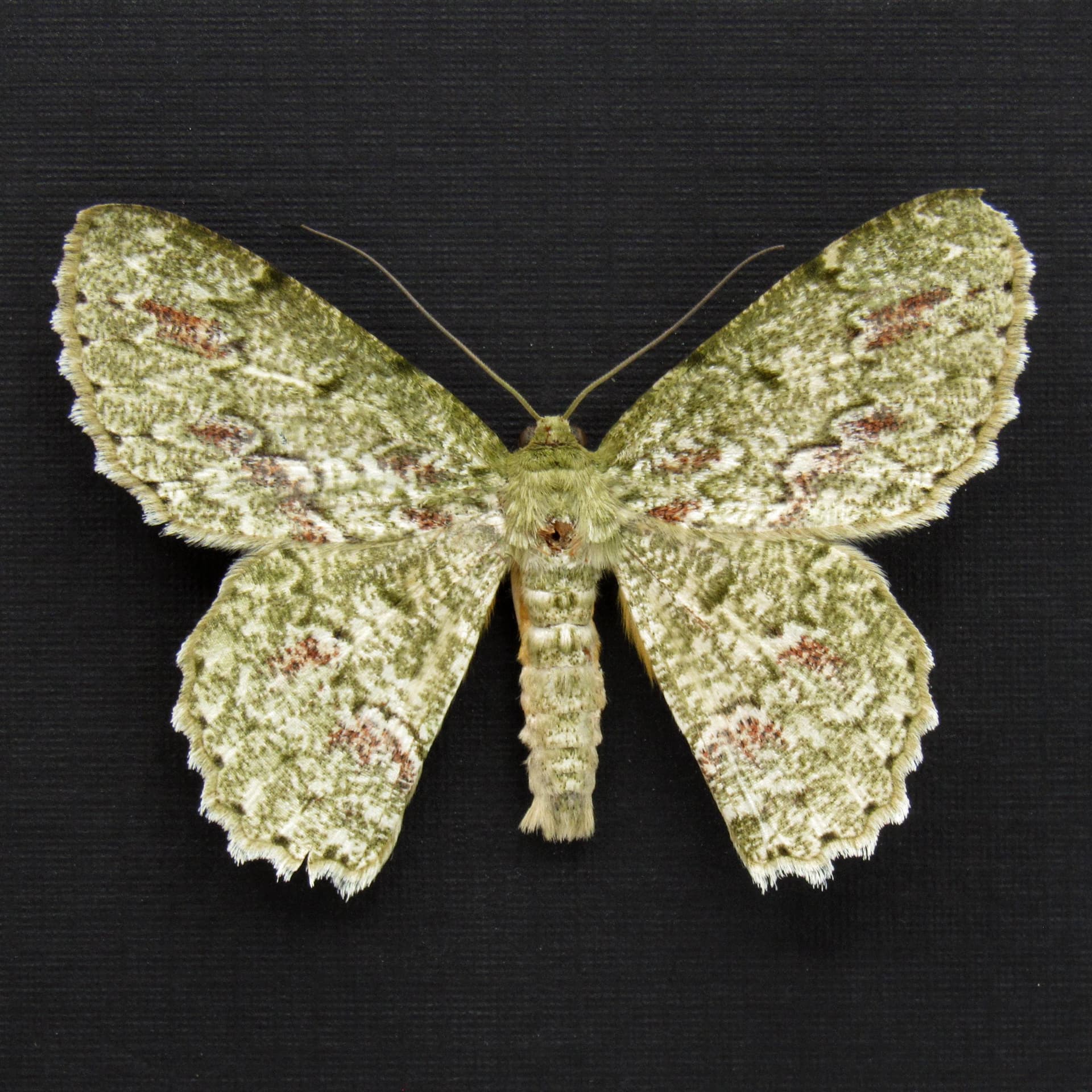 Real Green Geometer moth framed specimen - Herochroma cristata