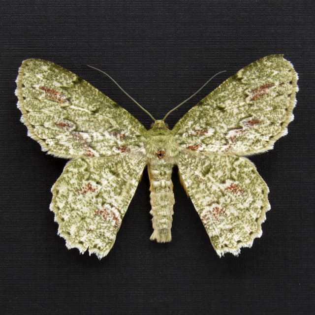 Real Green Geometer moth framed specimen - Herochroma cristata