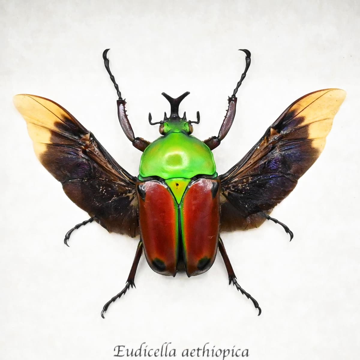 Rare red Scarab beetle framed taxidermy - Eudicella aethiopica