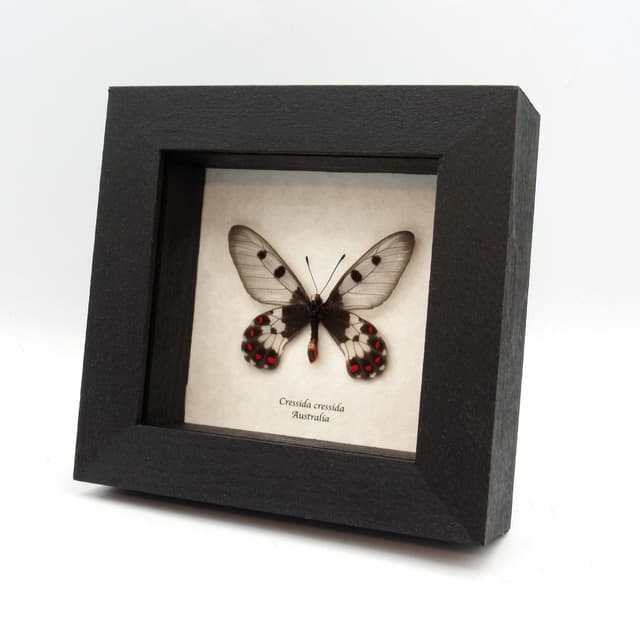 Real Australian Clearwing Swallowtail butterfly framed taxidermy - Cressida cressida