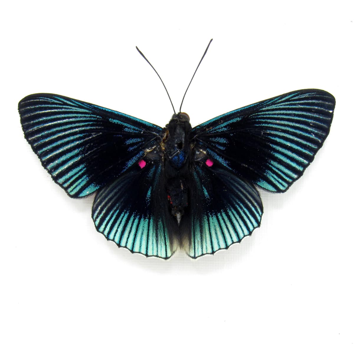 Real pink and black butterfly framed taxidermy - Lyropteryx apollonia - Victorian mount