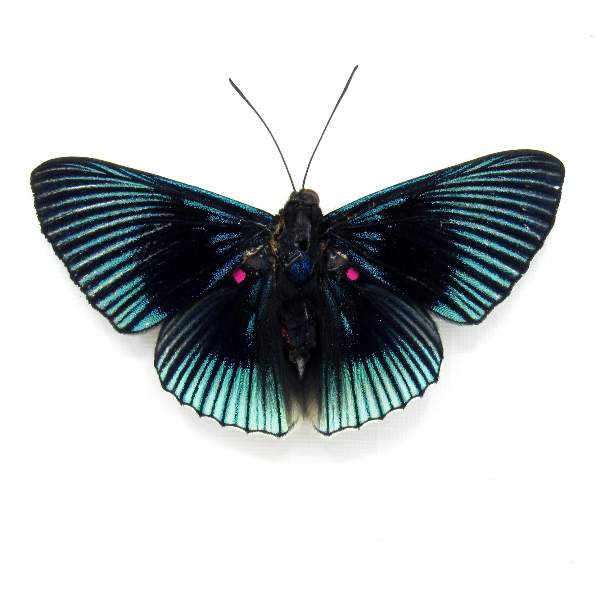 Real pink and black butterfly framed taxidermy - Lyropteryx apollonia - Victorian mount
