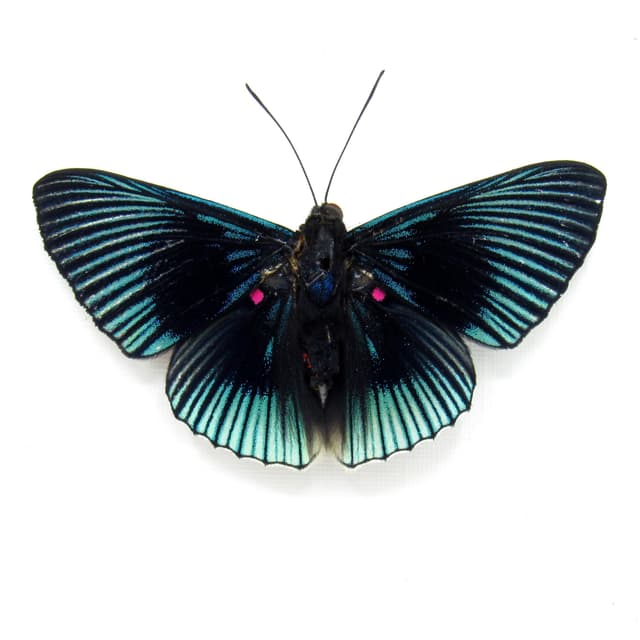 Real pink and black butterfly framed taxidermy - Lyropteryx apollonia - Victorian mount