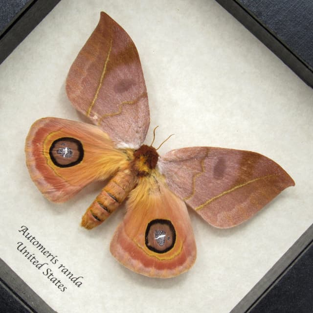 Real Large Saturn moth framed taxidermy - Automeris randa - female