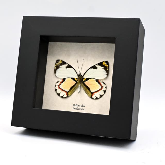 Rare pink Delias butterfly framed taxidermy - Delias iltis