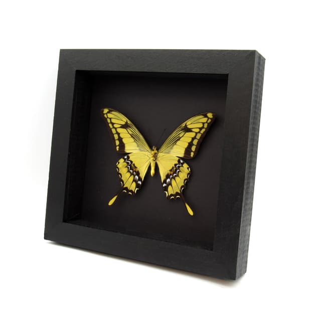 Real Giant swallowtail butterfly framed taxidermy - Papilio thoas