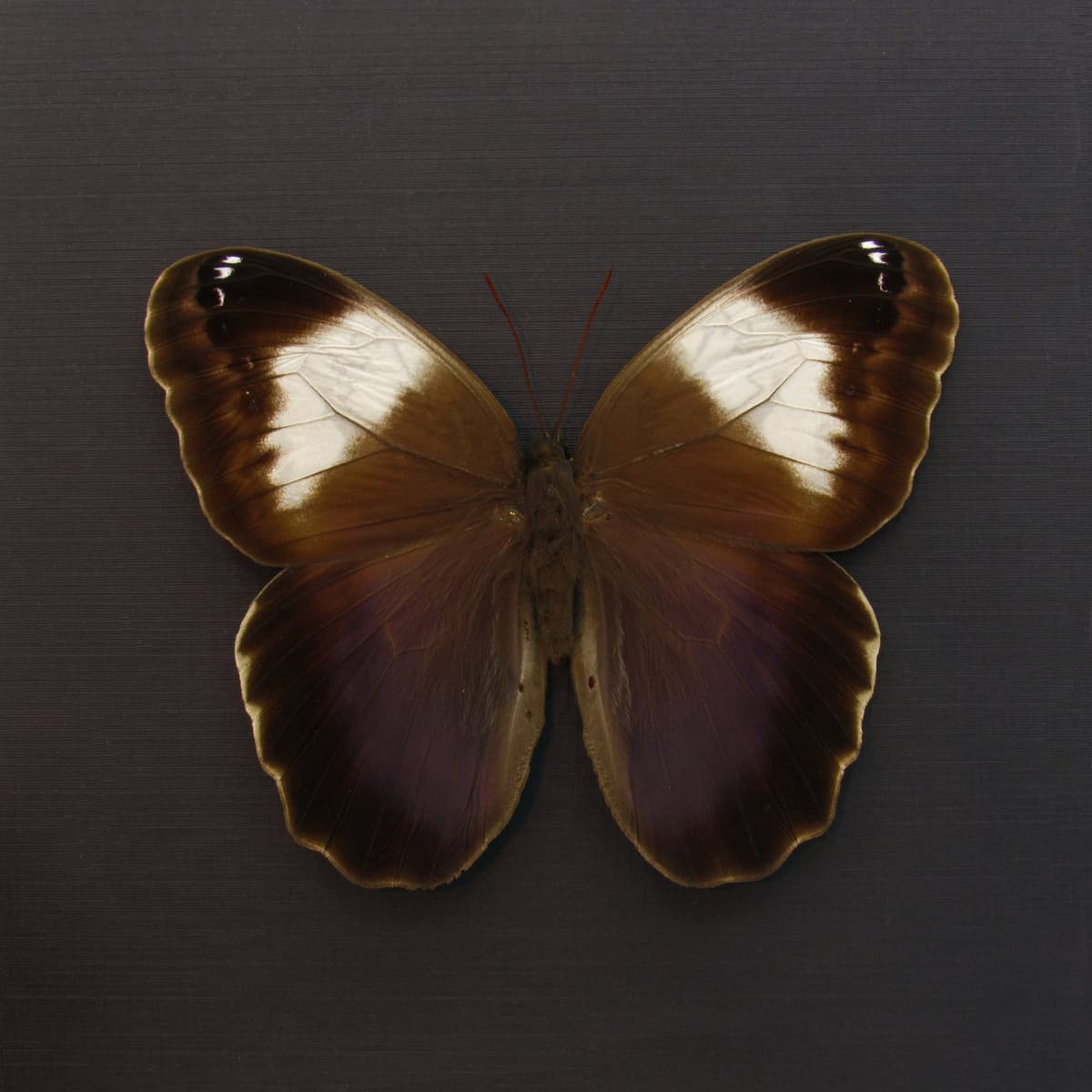 Rare purple Owl Butterfly framed taxidermy - Caligo martia