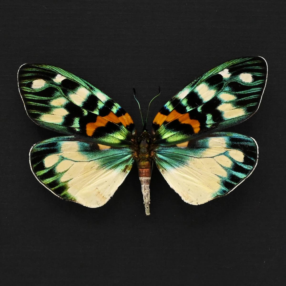 Real metallic Day Flying moth framed taxidermy - Erasmia pulchera chinensis - large female