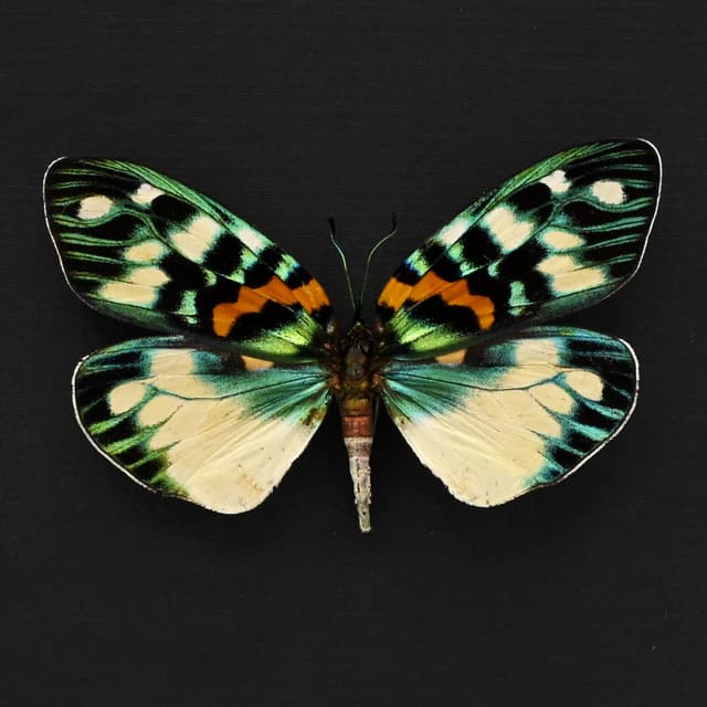 Real metallic Day Flying moth framed taxidermy - Erasmia pulchera chinensis - large female