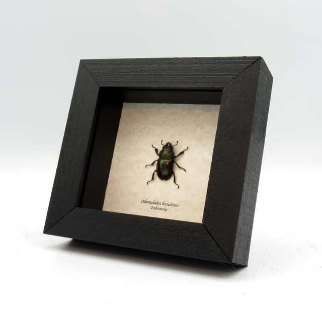 Real Stag beetle framed taxidermy - Odontolabis kazuhisai