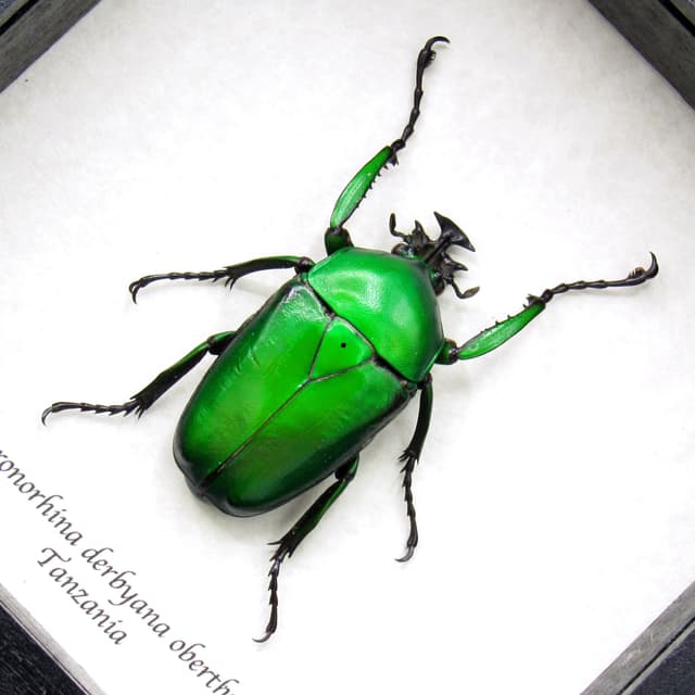 Green metallic Scarab beetle framed - Dicronorhina derbyana oberthuri