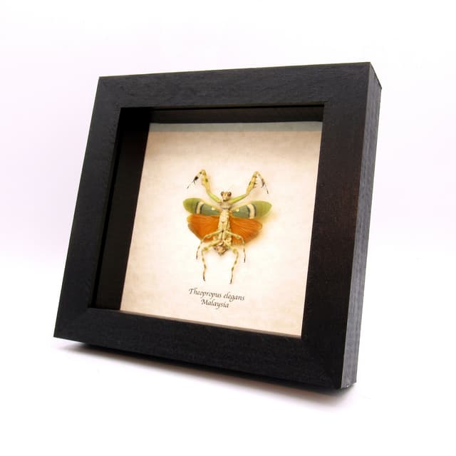 Rare Orange Banded Flower Mantis framed taxidermy - Theopropus elegans - female