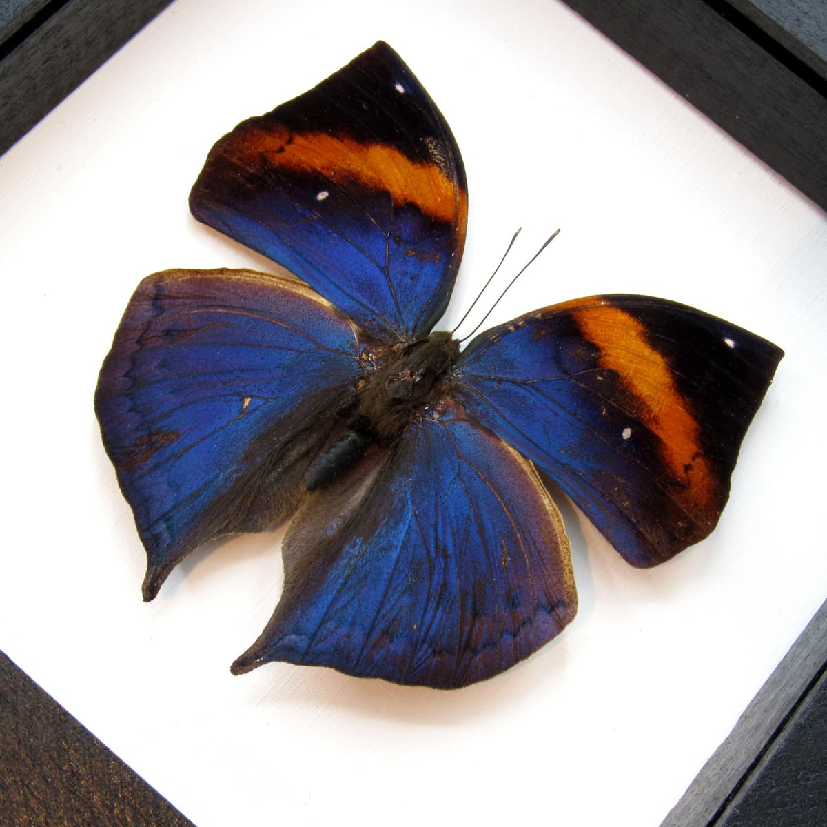 Rare Blue Leaf butterfly taxidermy - Kallima limborgii